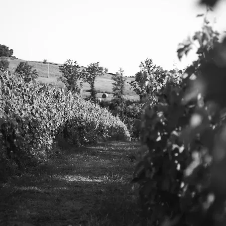 La Vecchia Quercia 몬테메라노