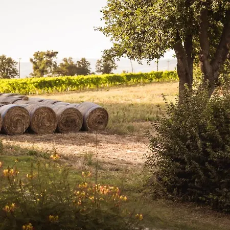 La Vecchia Quercia 몬테메라노